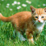 Cat-ExploringtheFields
